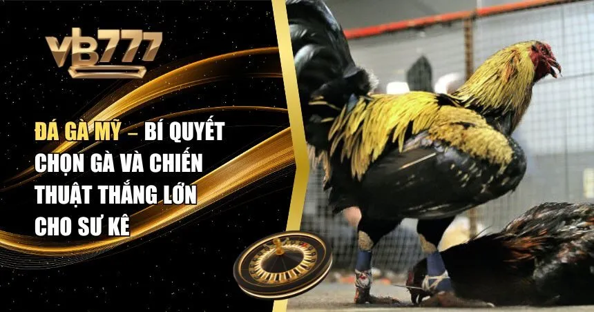 Đá gà mỹ